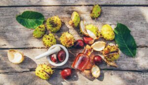 Castan sălbatic (Aesculus hippocastanum) — sursă botanică de escină pentru circulația venoasă și insuficiența venoasă cronică