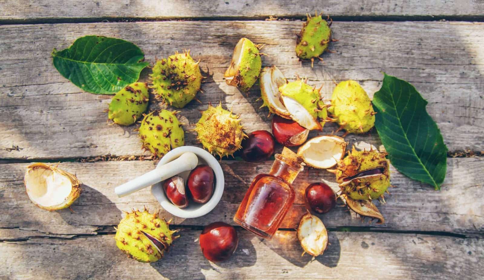 Castan sălbatic (Aesculus hippocastanum) — sursă botanică de escină pentru circulația venoasă și insuficiența venoasă cronică