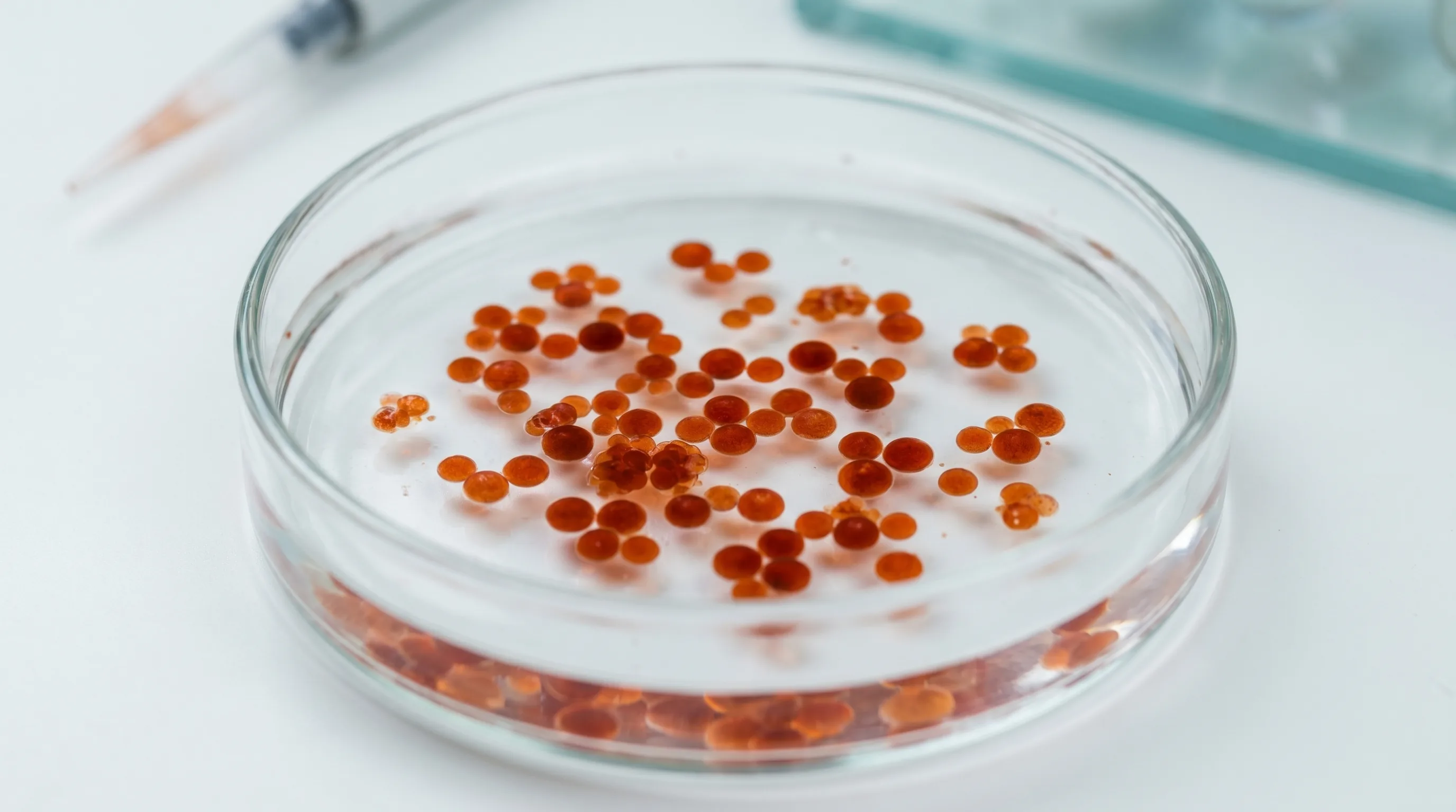 Haematococcus pluvialis — microalga roșie sursă naturală de astaxantină, vizibilă ca agregate roșu-coral în mediu de cultură laborator